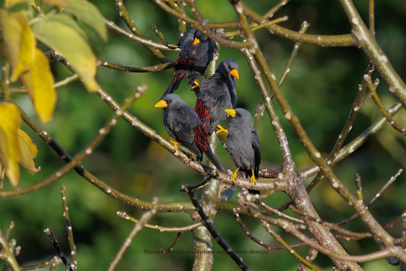 Finch-billed Myna - Scissirostrum dubium