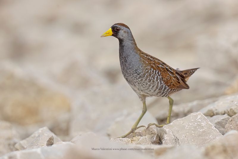 Sora - Porzana carolina