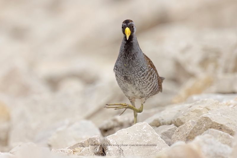 Sora - Porzana carolina