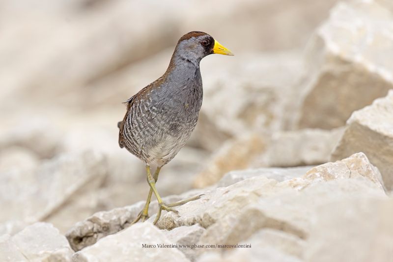 Sora - Porzana carolina
