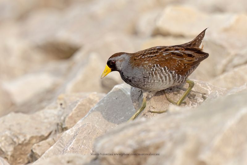 Sora - Porzana carolina