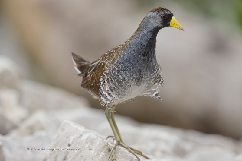Sora - Porzana carolina
