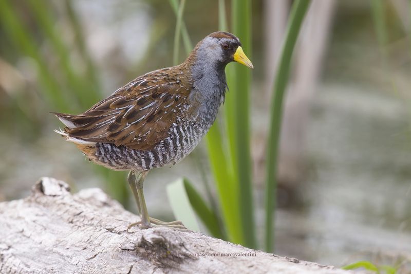 Sora - Porzana carolina
