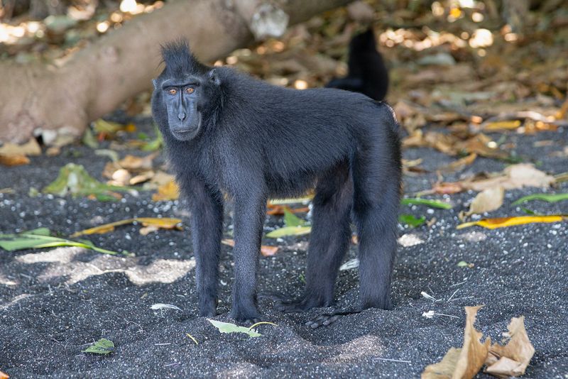 Sulawesi Black Macaque - Macaca nigra