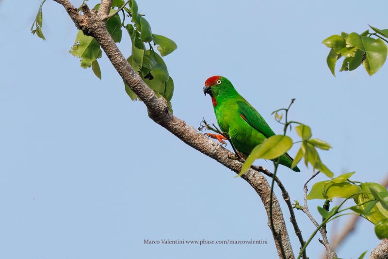 Sulawesi Hanging Parrot - Loriculus stigmatus