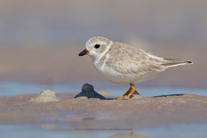 Piping Plover - Charadrius melodus