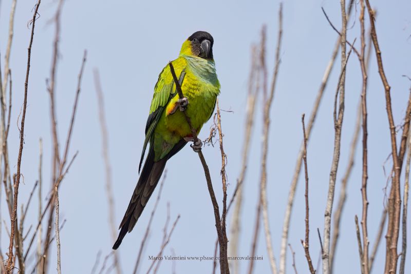 Black-hooded parakeet - Nandayus nenday