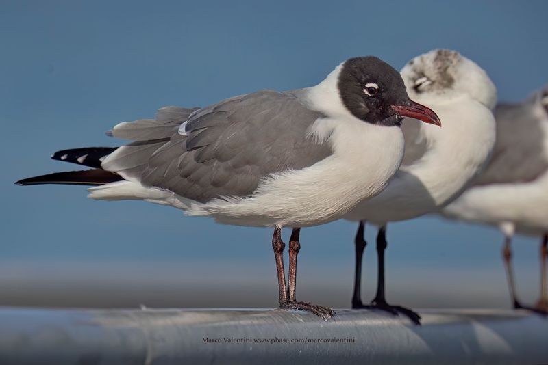 Laughing Gull - Leucophaeus atricilla