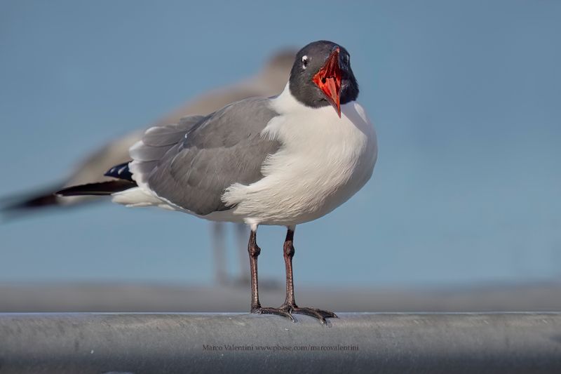 Laughing Gull - Leucophaeus atricilla