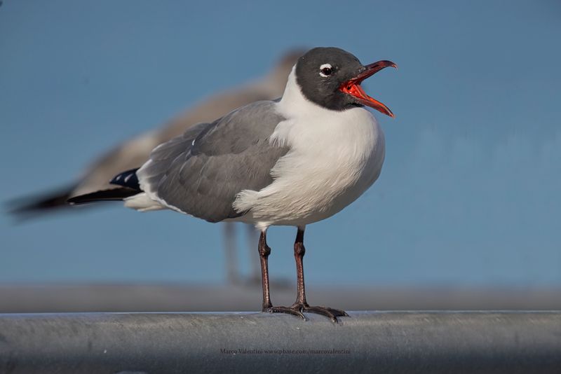 Laughing Gull - Leucophaeus atricilla