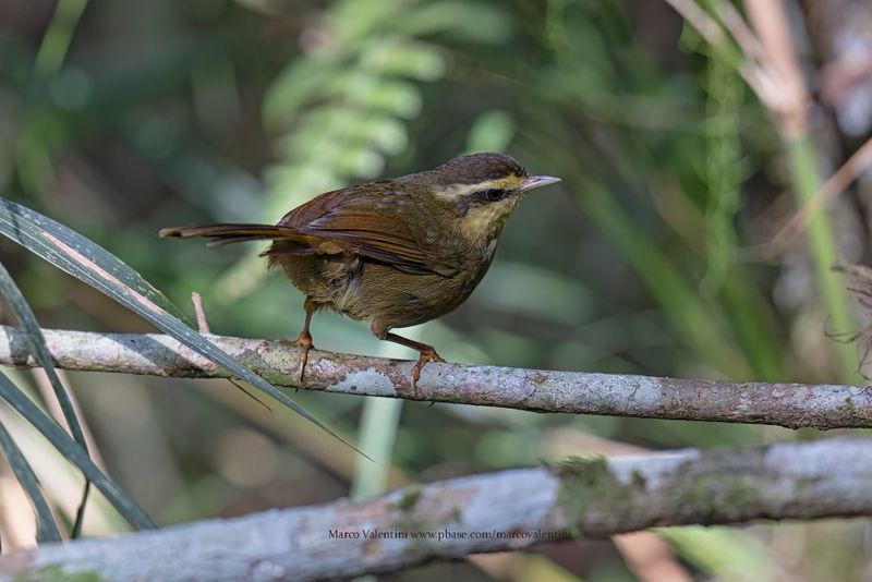 Yellow-browed Oxylabes - Crossleyia xanthophrys