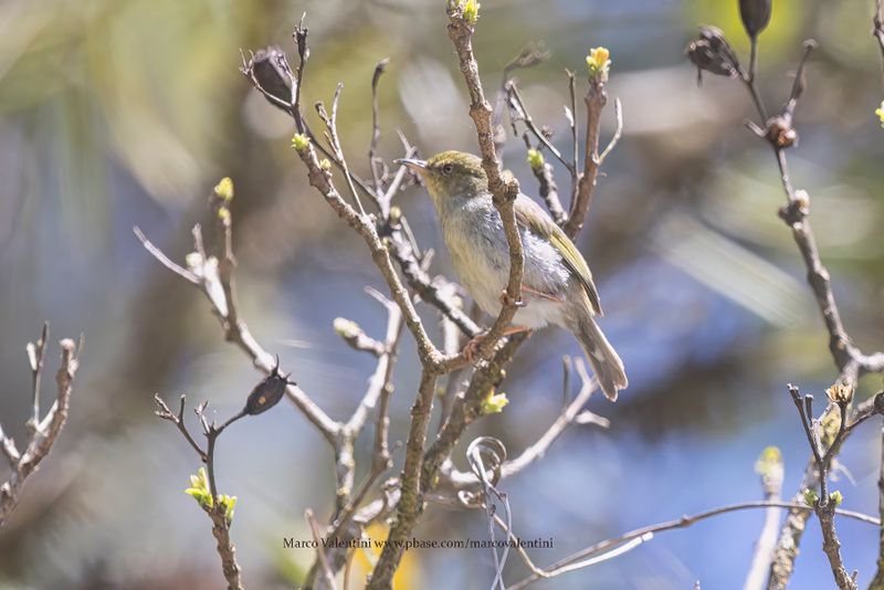 Green Jery - Neoximis viridis