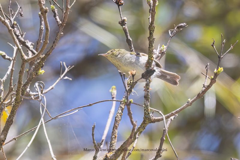 Green Jery - Neoximis viridis