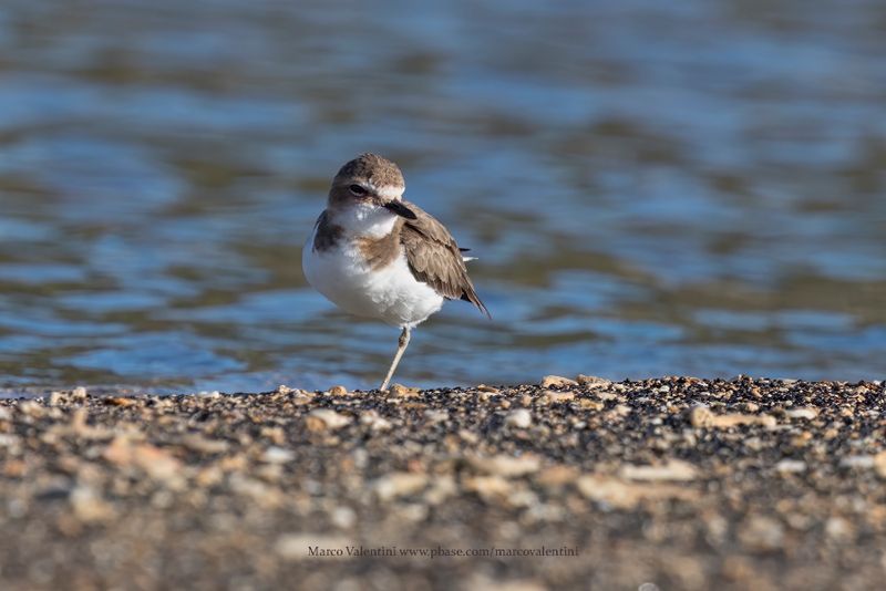 Javan Plover - Anarhynchus javanicus