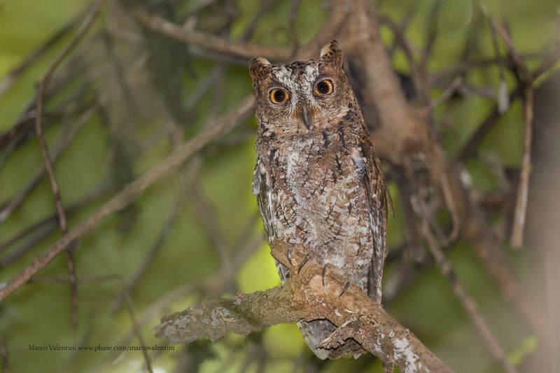 Sulawesi Scops-owl - Otus manadensis