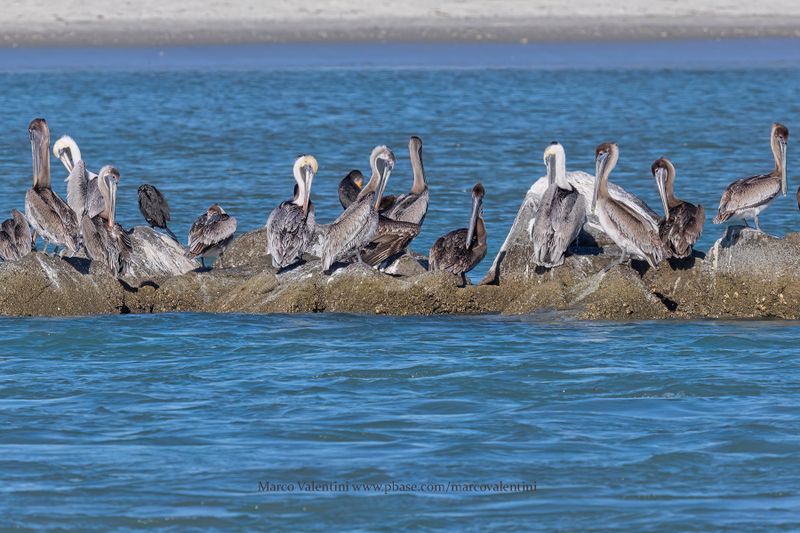 Brown pelican - Pelicanus occidentalis