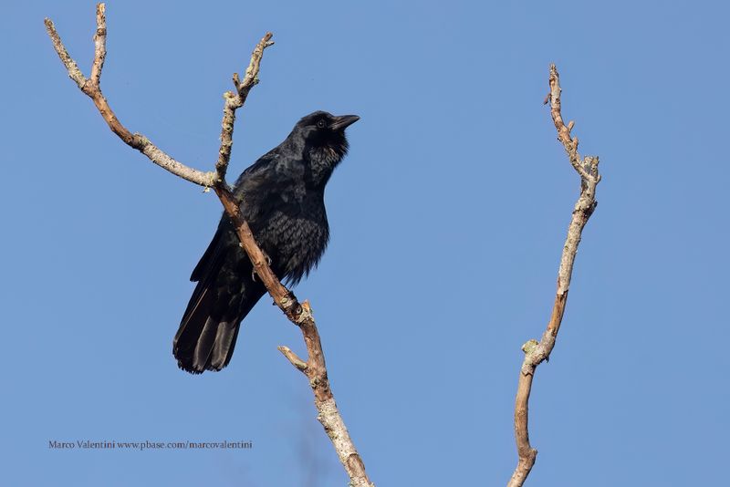 Fish Crow - Corvus ossifragus