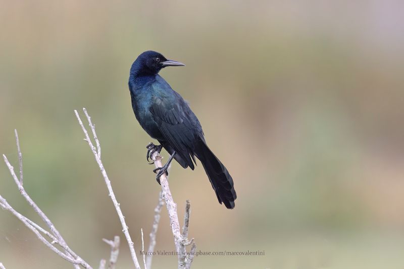 Boat-tailed grackle - Quiscalus major