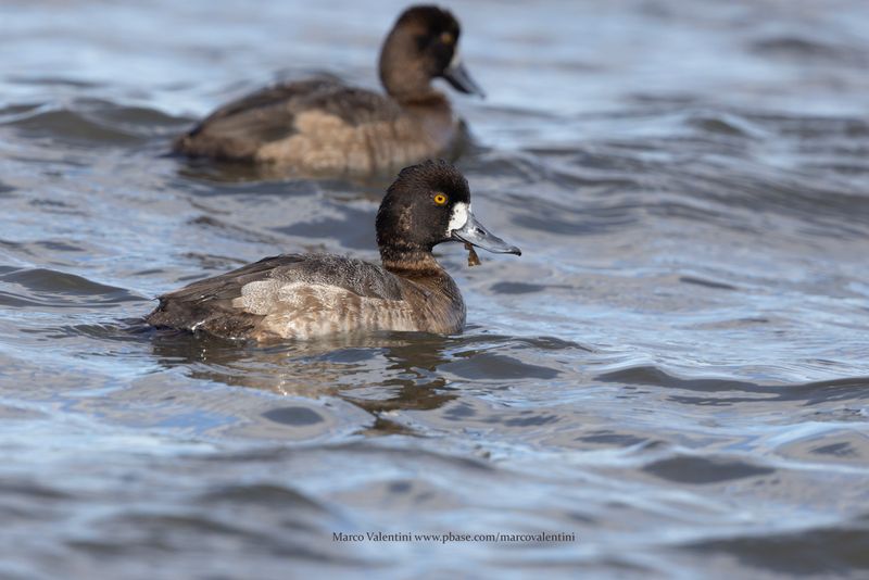 Lesser Scaup - Aythya affinis