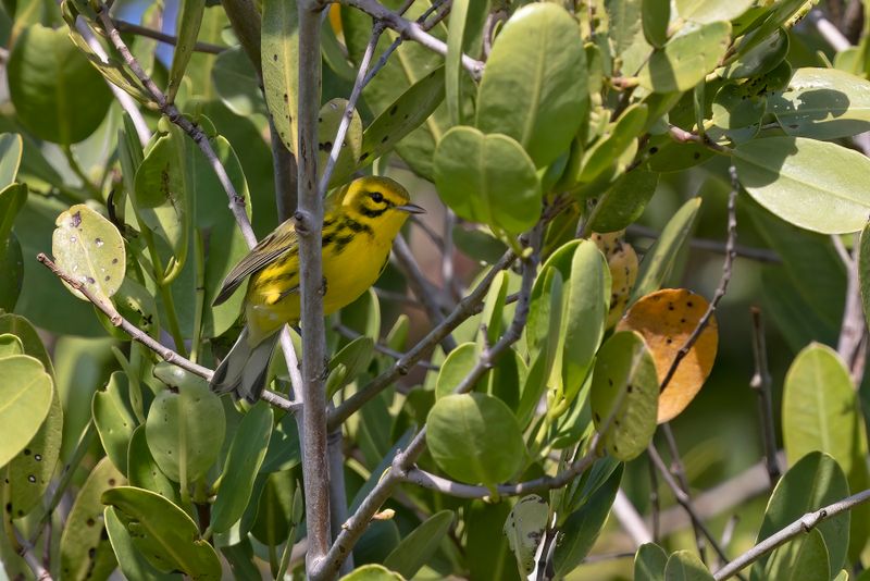 Prairie Warbler - Setophaga discolor