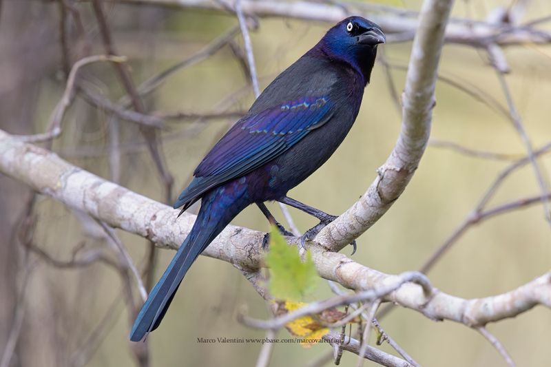 Common Grackle - Quiscalus quiscula