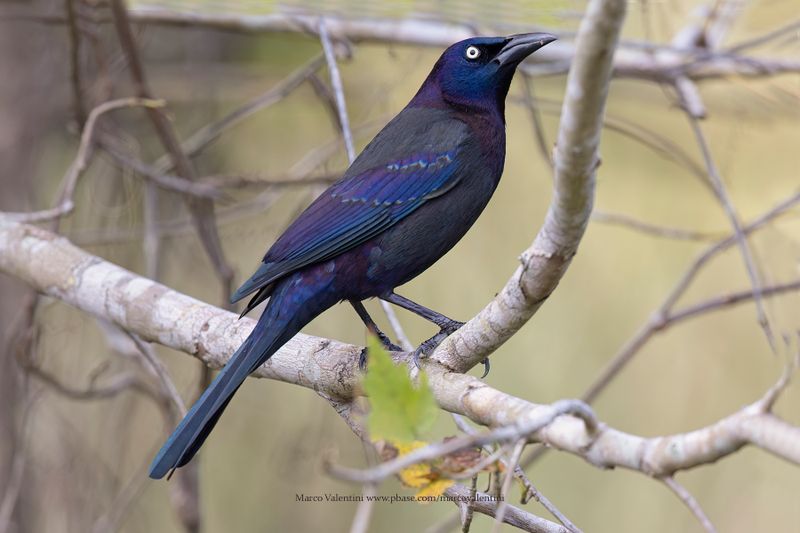 Common Grackle - Quiscalus quiscula