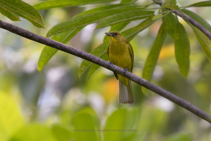 Halmahera Golden Bulbul - Hypsipetes chloris