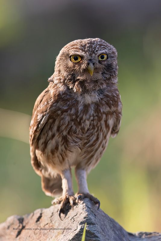 Little Owl - Athene noctua