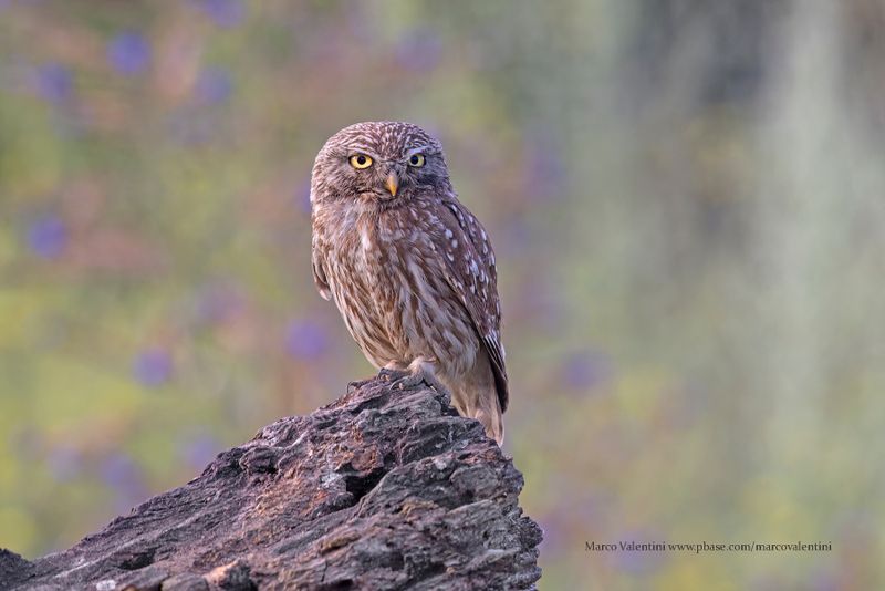 Little Owl - Athene noctua