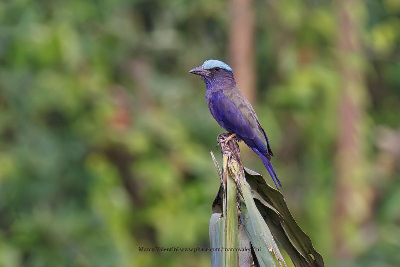 Purple-winged Roller - Coracias temminckii