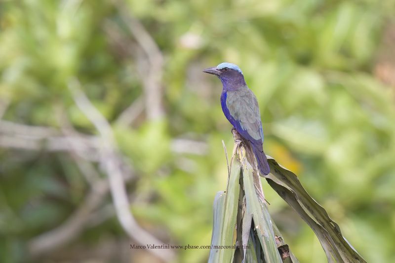 Purple-winged Roller - Coracias temminckii