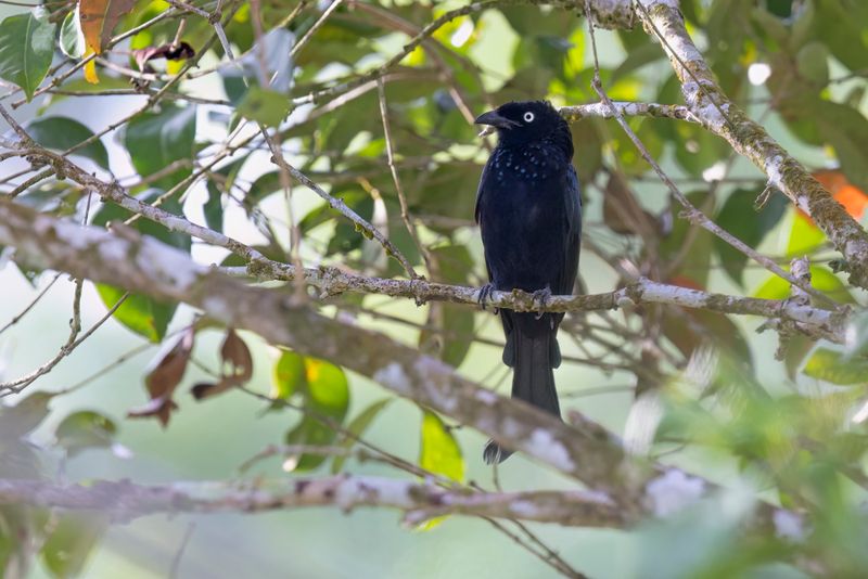 Hair-crested Drongo - Dicrurus hottentottus