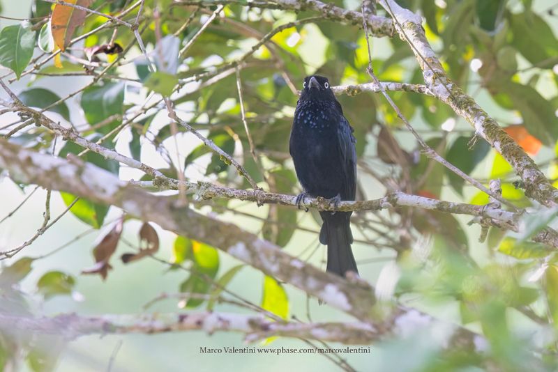 Hair-crested Drongo - Dicrurus hottentottus