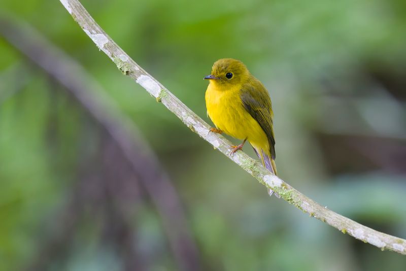 Citrine Canary-Flycatcher - Culicicapa helianthea