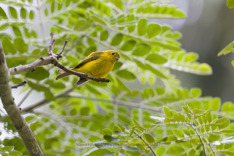 Citrine Canary-Flycatcher - Culicicapa helianthea