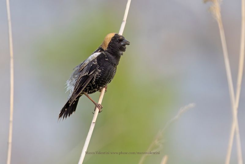 Bobolink - Dolichonyx oryzivorus