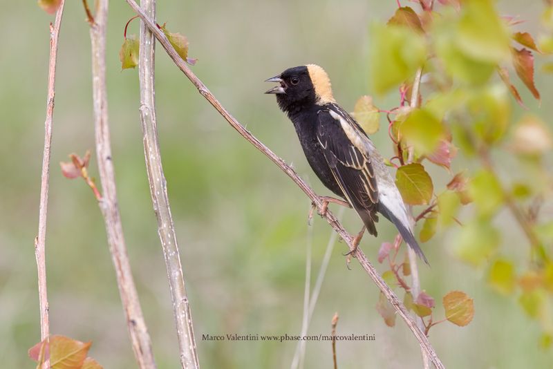 Bobolink - Dolichonyx oryzivorus