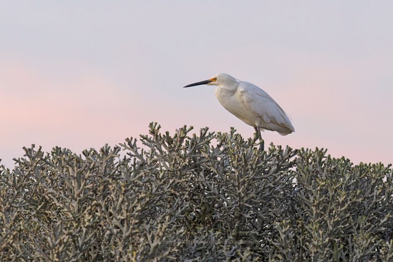 Dimorphic Egret - Egretta dimorpha