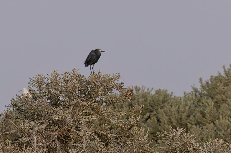 Dimorphic Egret - Egretta dimorpha