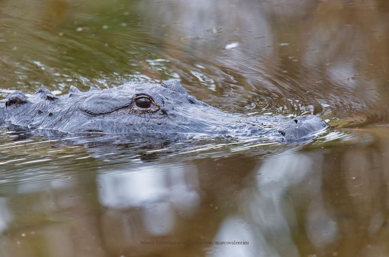 Alligator - Alligator mississipiensis