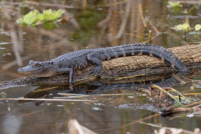 Alligator - Alligator mississipiensis