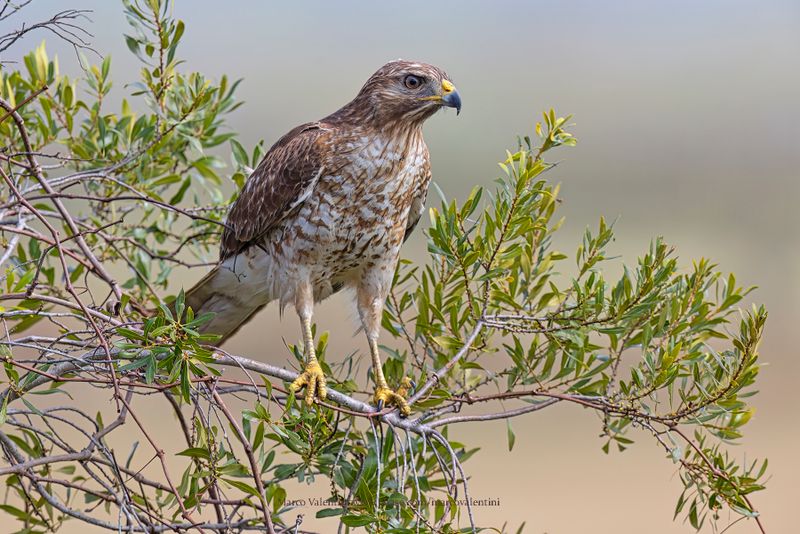 Red-shouldered Hawk - Buteo lineatus