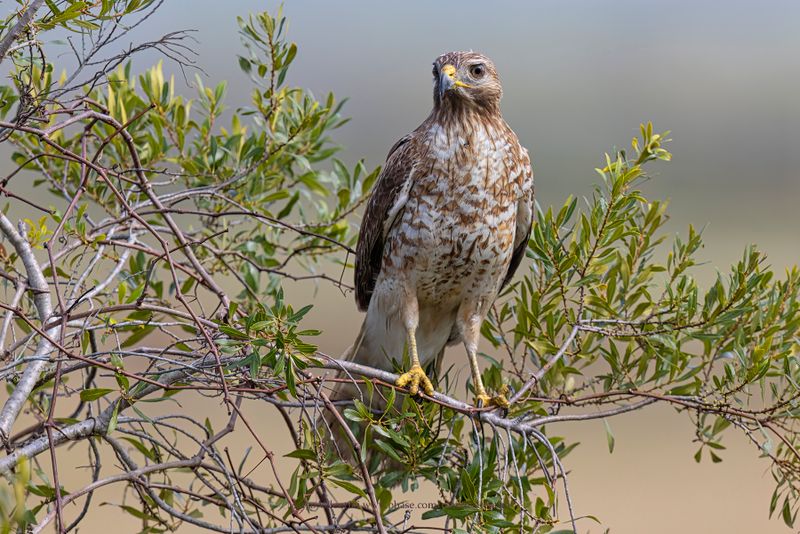 Red-shouldered Hawk - Buteo lineatus