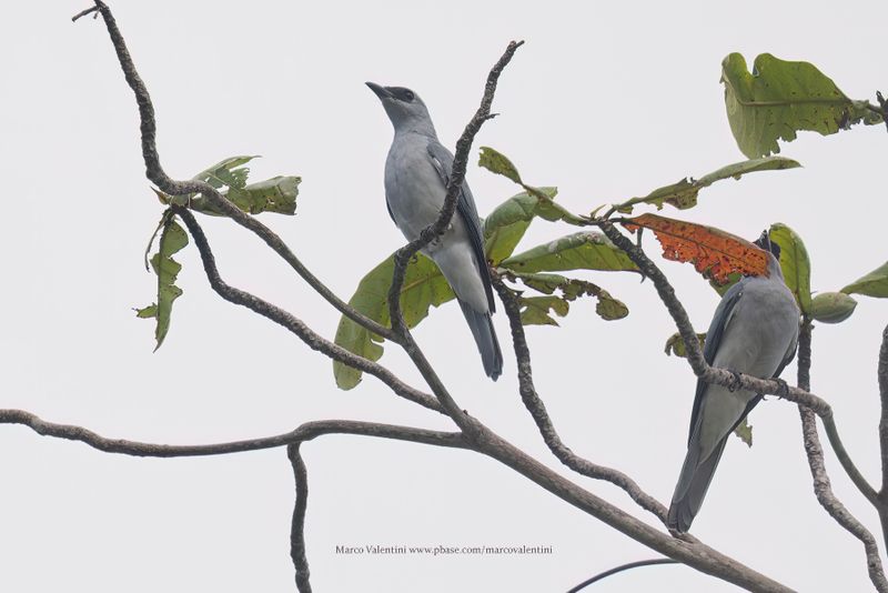 White-bellied Cuckooshrike - Coracina papuensis