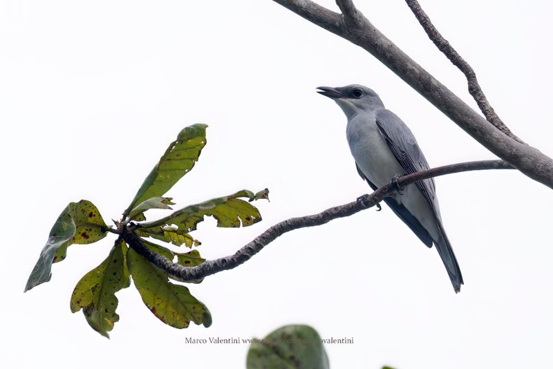 White-bellied Cuckooshrike - Coracina papuensis