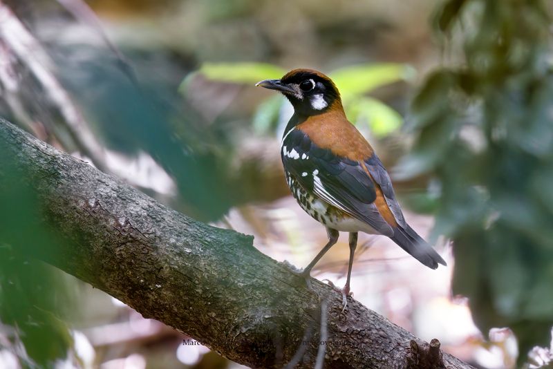 Red-backed Thrush - Geokichla erythronota