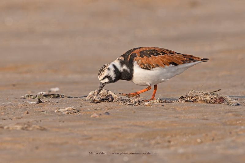 Turnstone - Arenaria interpres