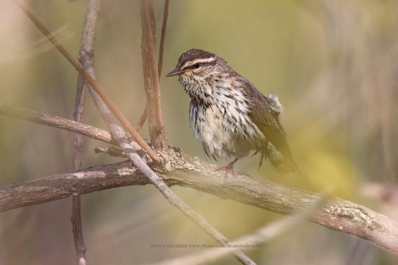 Northern Waterthrush - Parkesia noveboracensis