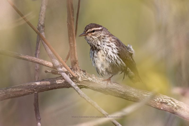 Northern Waterthrush - Parkesia noveboracensis