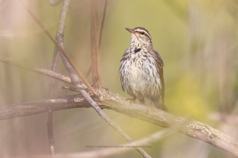 Northern Waterthrush - Parkesia noveboracensis